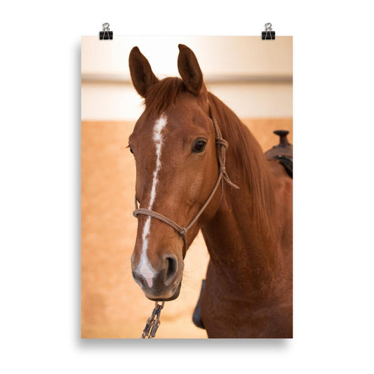 Poster tete de cheval