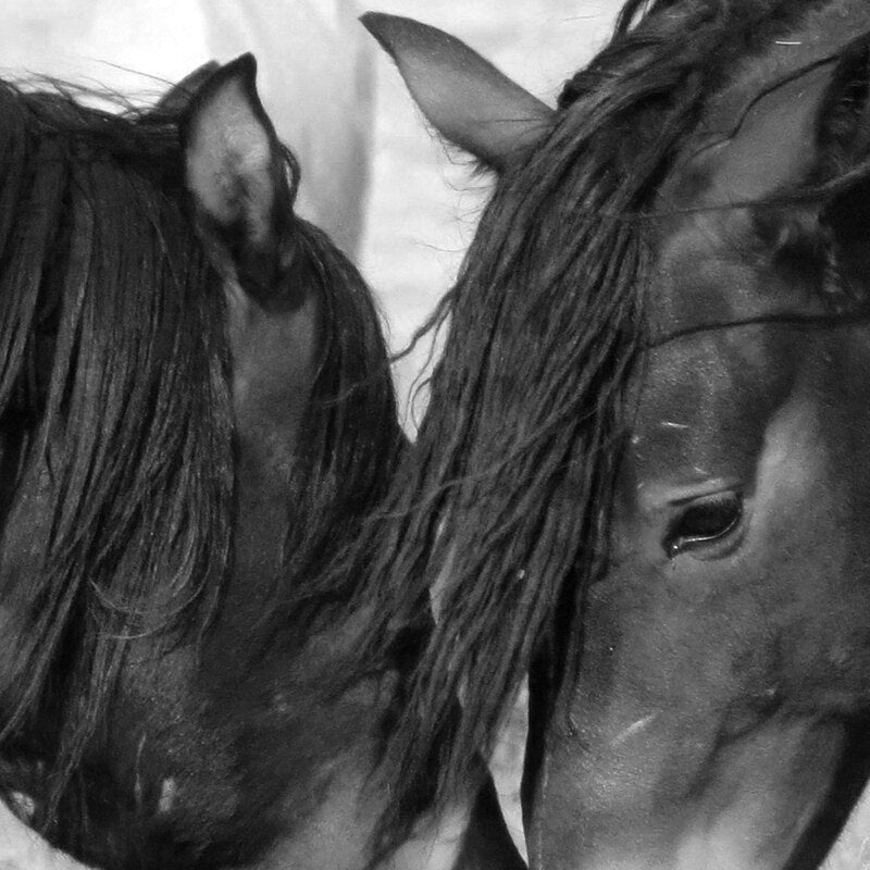 Tableau Cheval <br> Amour en Noir et Blanc